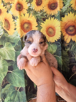 CHIOT 4