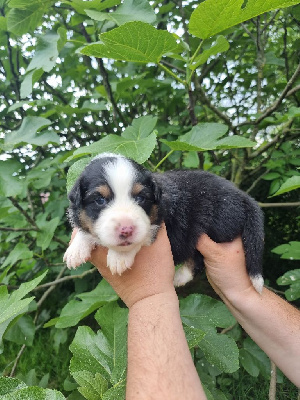 CHIOT 4