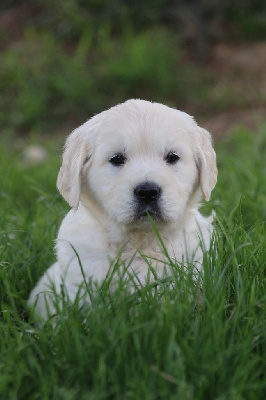 CHIOT 2