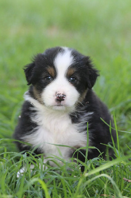 CHIOT 4