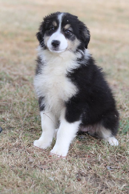 CHIOT 3