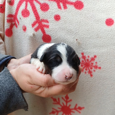 CHIOT 6
