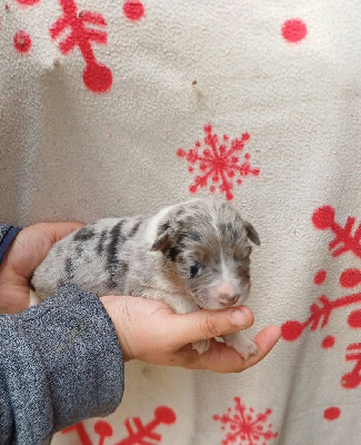 CHIOT 4