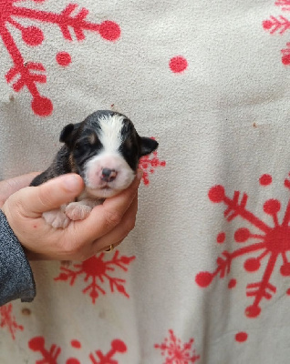 CHIOT 1