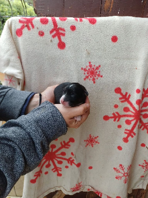 CHIOT 6