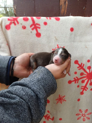 CHIOT 2