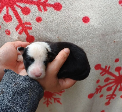 CHIOT 7
