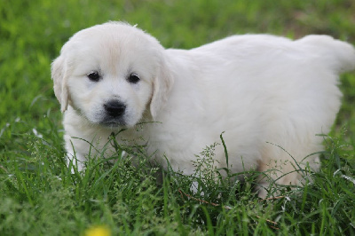 CHIOT 4