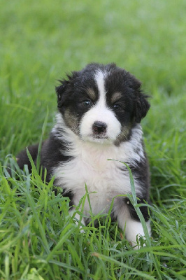 CHIOT 3