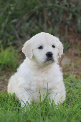 CHIOT 3