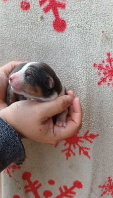 CHIOT 7