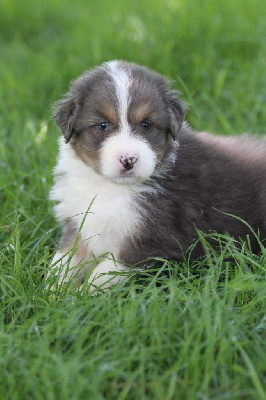 CHIOT 2