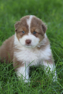 CHIOT 1