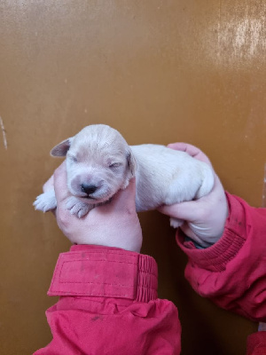 CHIOT 1