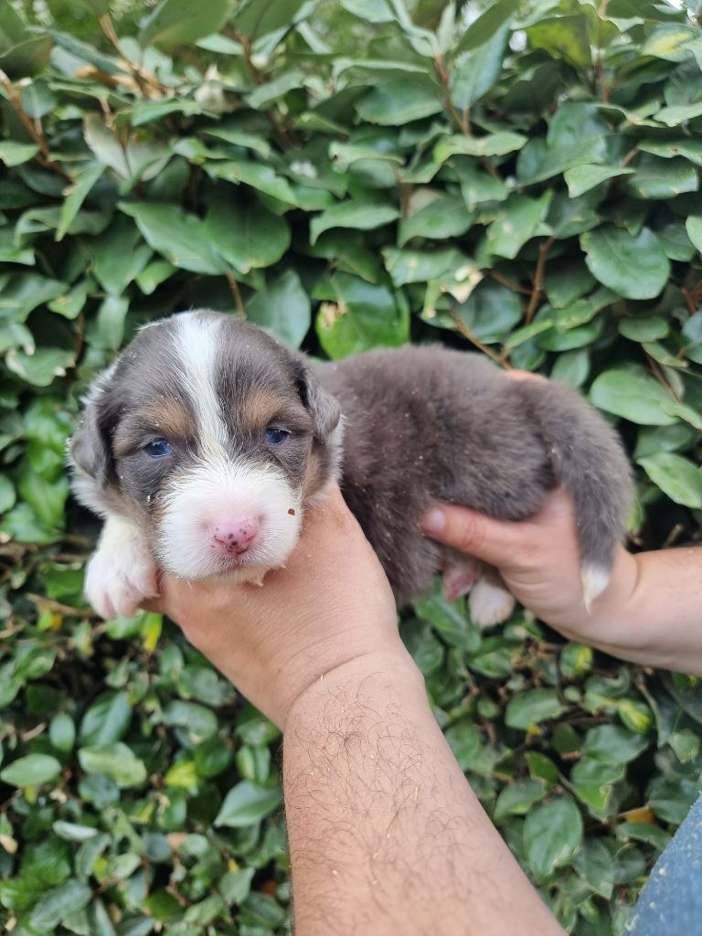 De La Combe Grande - Chiots disponibles - Berger Australien