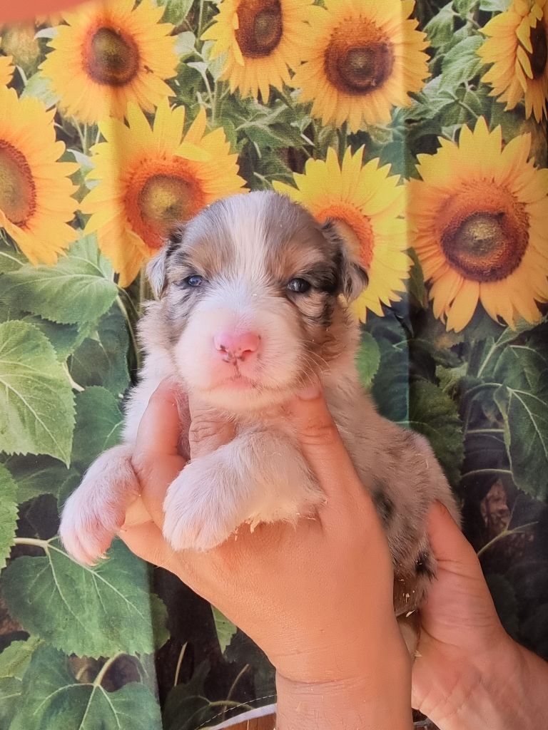 De La Combe Grande - Chiots disponibles - Berger Australien
