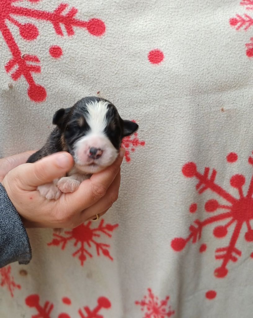 De La Combe Grande - Chiots disponibles - Berger Australien