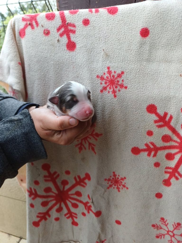 De La Combe Grande - Chiots disponibles - Berger Australien