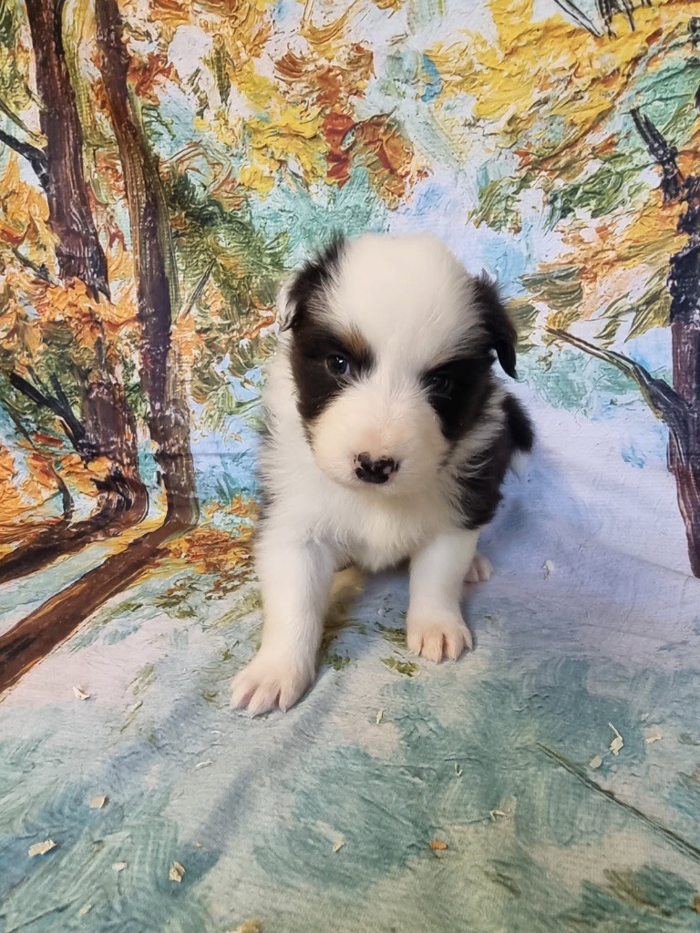 De La Combe Grande - Chiots disponibles - Berger Australien