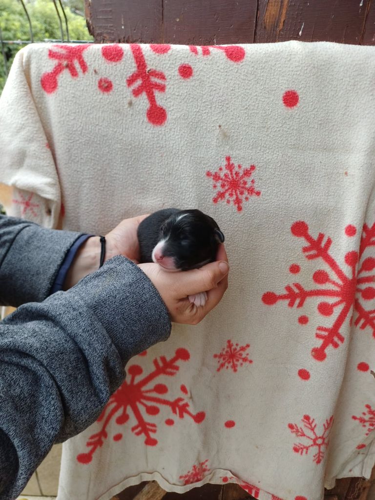De La Combe Grande - Chiots disponibles - Berger Australien