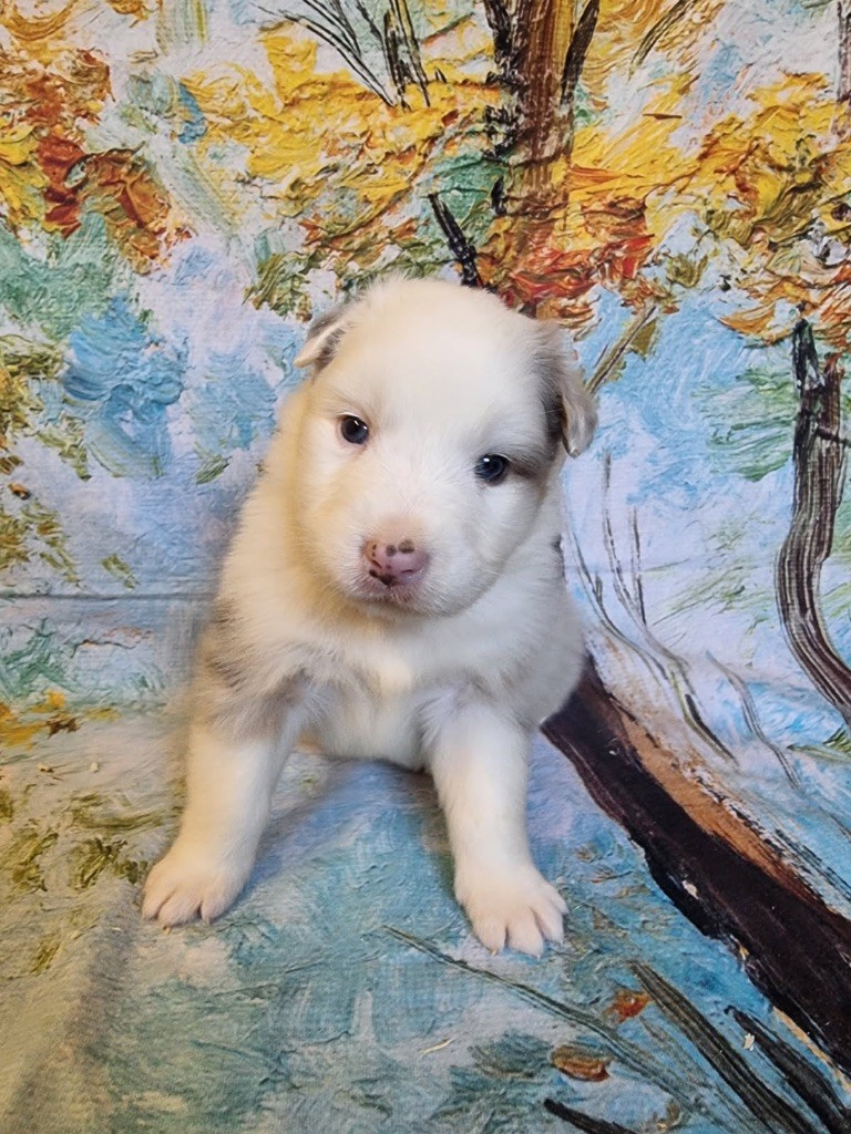 De La Combe Grande - Chiots disponibles - Berger Australien