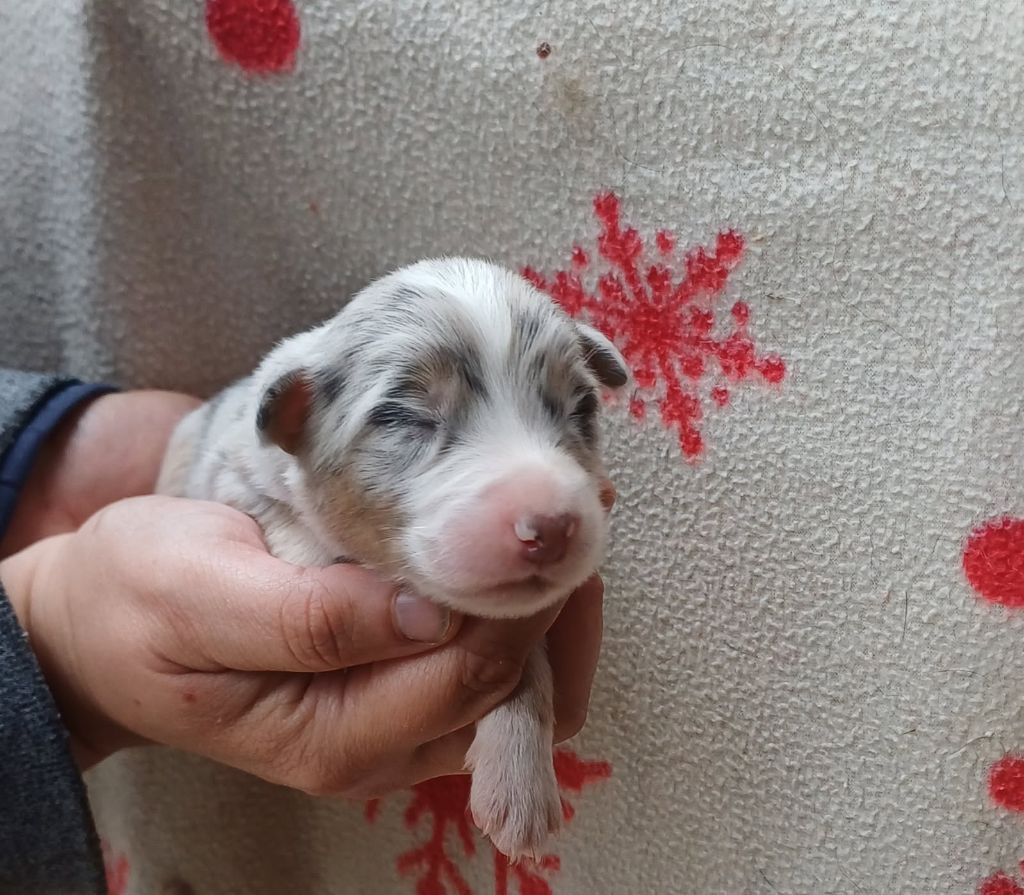 De La Combe Grande - Chiots disponibles - Berger Australien