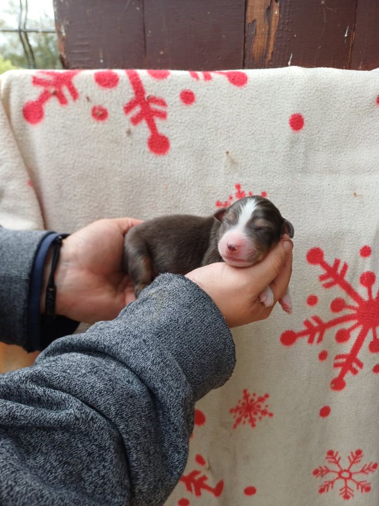 De La Combe Grande - Chiots disponibles - Berger Australien