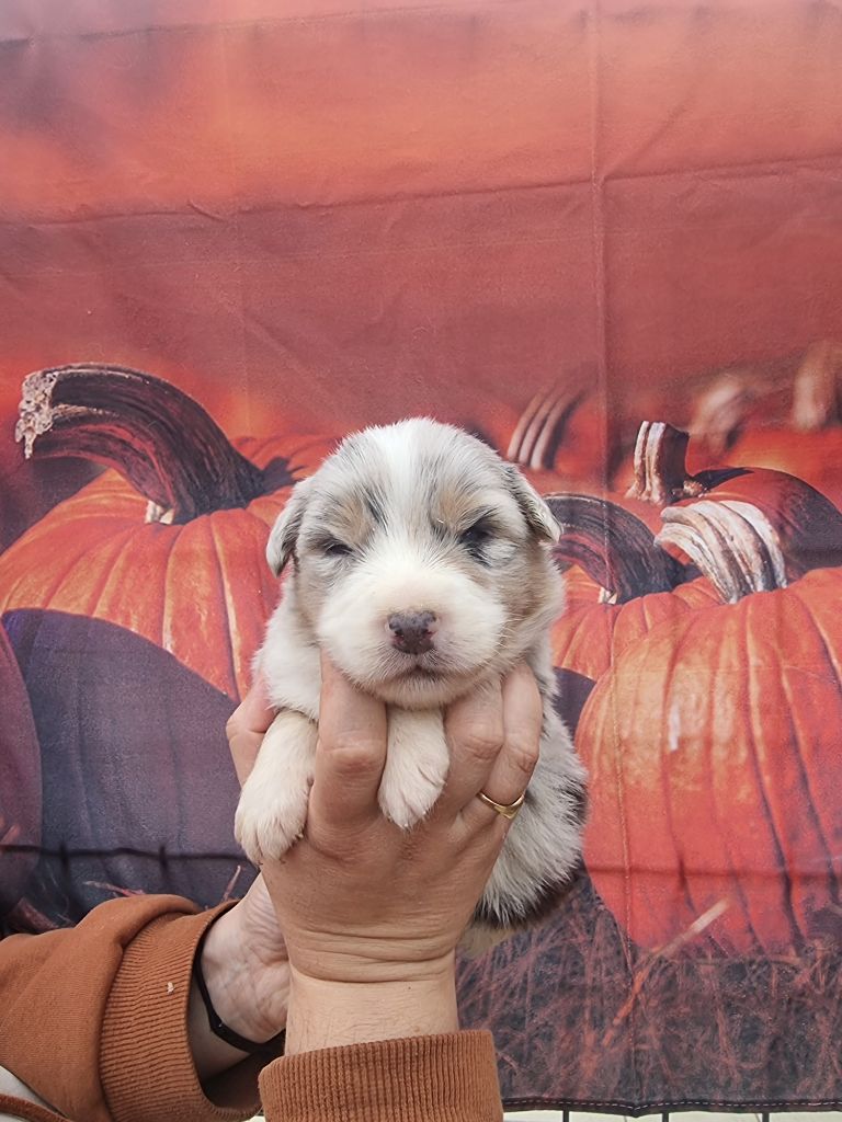 De La Combe Grande - Chiots disponibles - Berger Australien