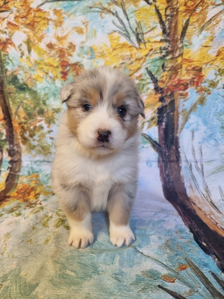 De La Combe Grande - Chiots disponibles - Berger Australien