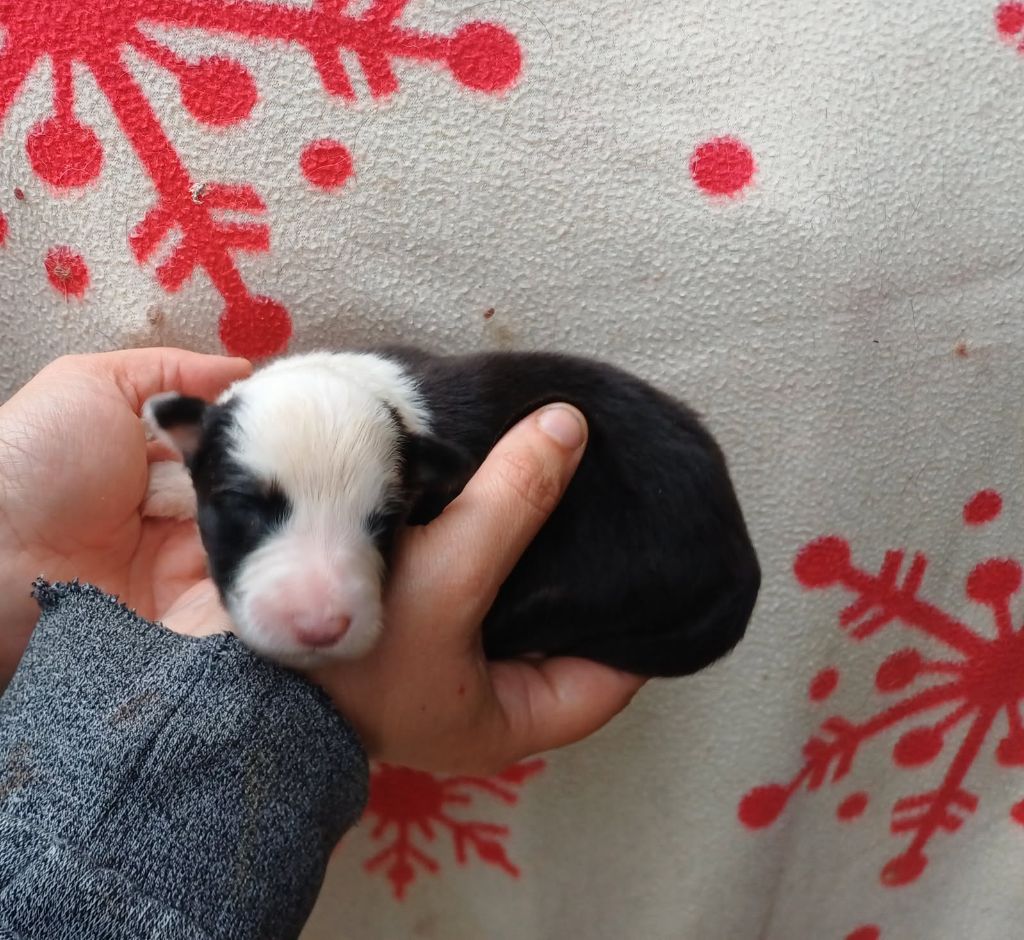 De La Combe Grande - Chiots disponibles - Berger Australien