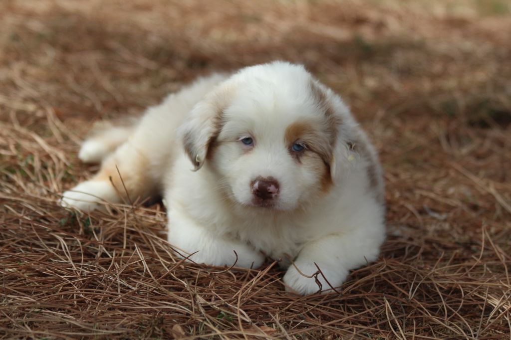 De La Combe Grande - Chiots disponibles - Berger Australien
