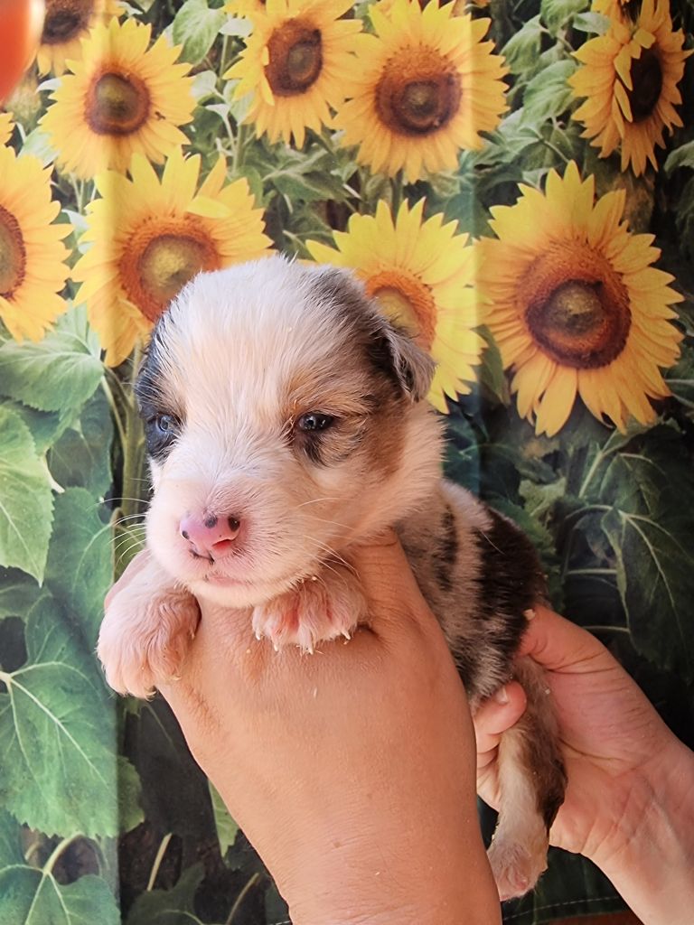 De La Combe Grande - Chiots disponibles - Berger Australien
