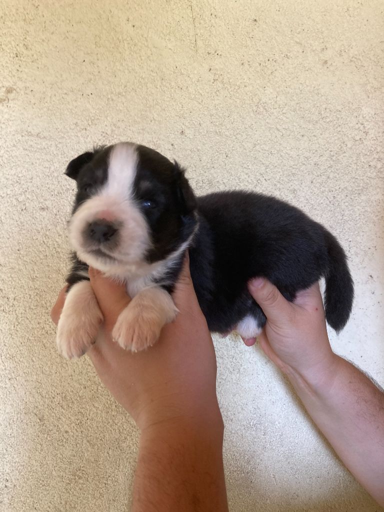 De La Combe Grande - Chiots disponibles - Berger Australien