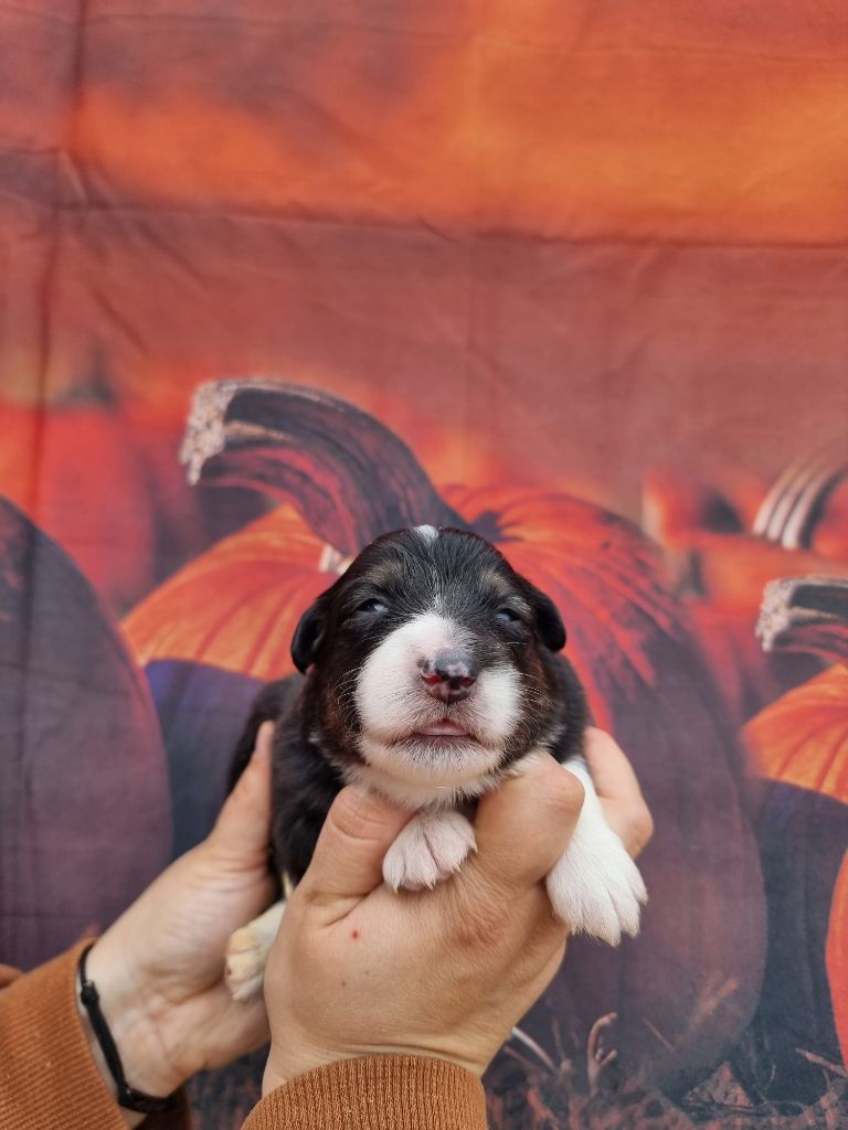 De La Combe Grande - Chiots disponibles - Berger Australien