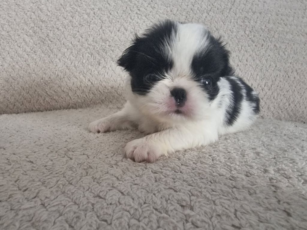 De La Combe Grande - Chiots disponibles - Epagneul Japonais