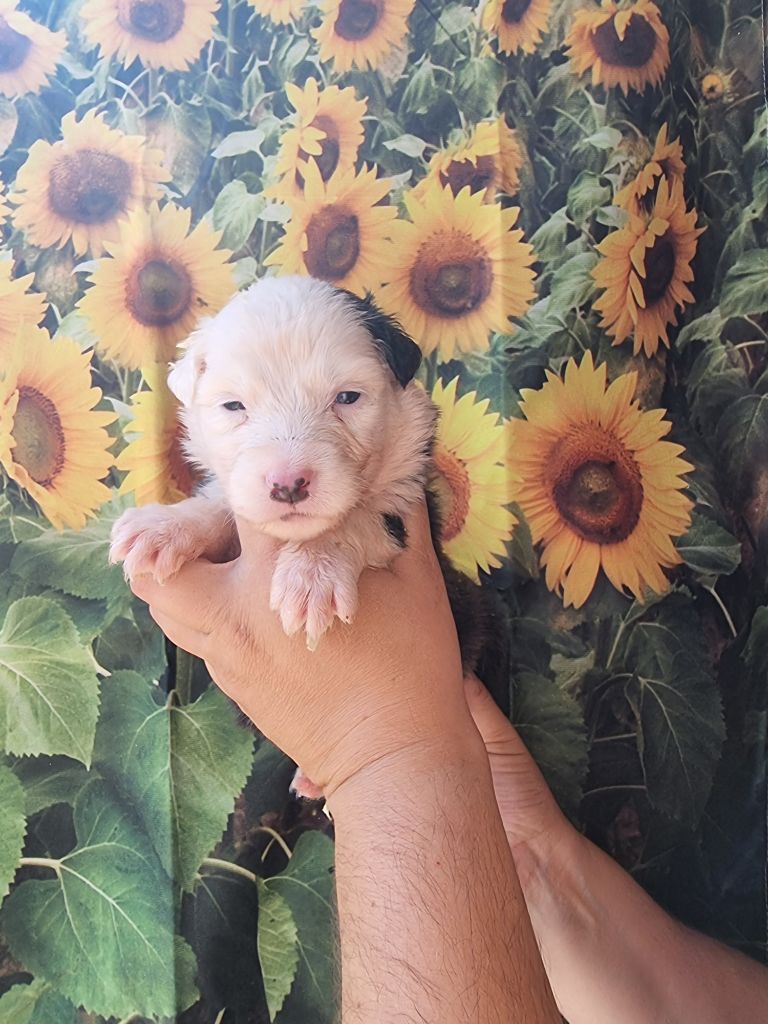 De La Combe Grande - Chiots disponibles - Berger Australien