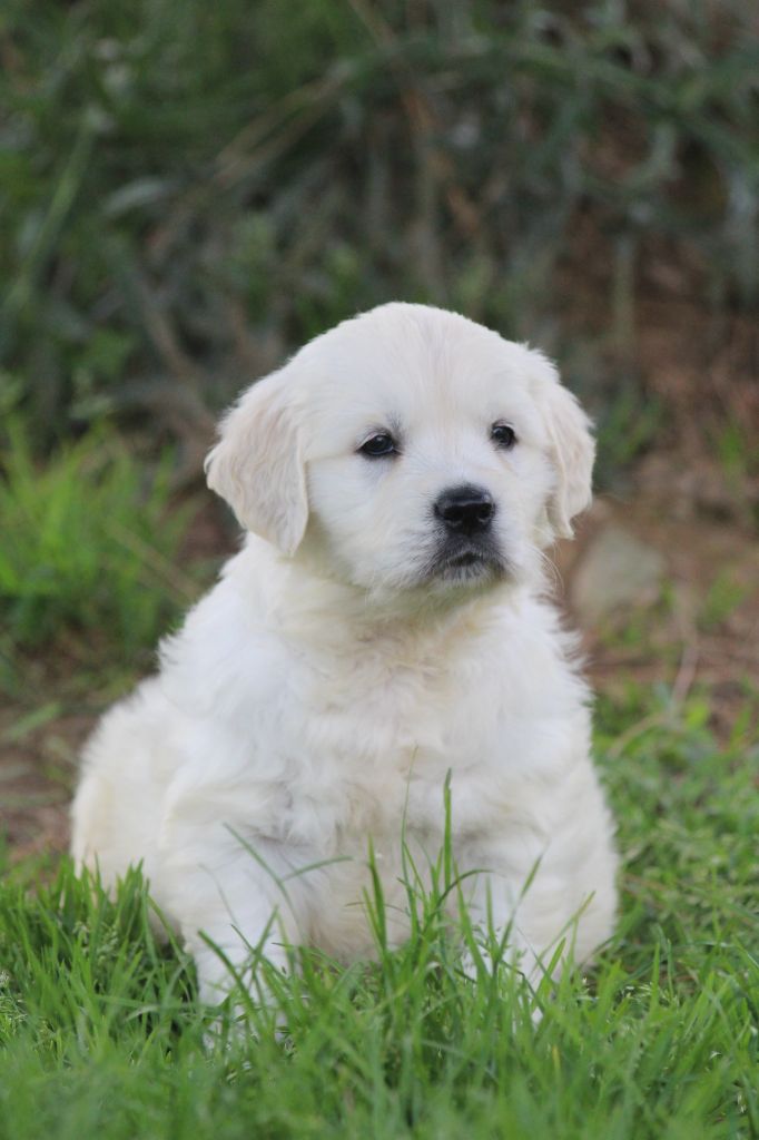 De La Combe Grande - Chiots disponibles - Golden Retriever