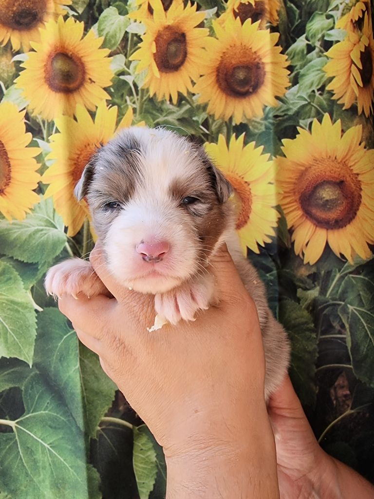 De La Combe Grande - Chiots disponibles - Berger Australien