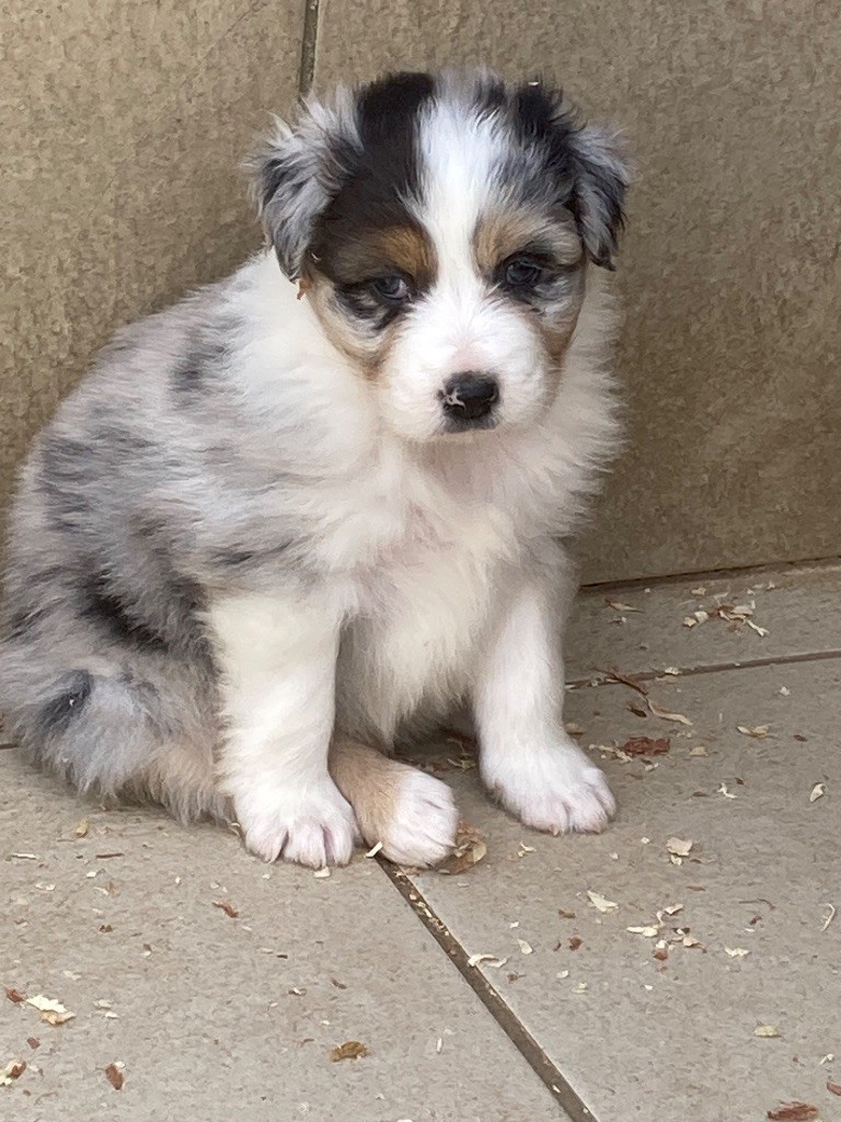 De La Combe Grande - Chiots disponibles - Berger Australien