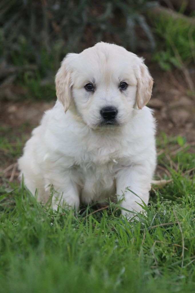 De La Combe Grande - Chiots disponibles - Golden Retriever