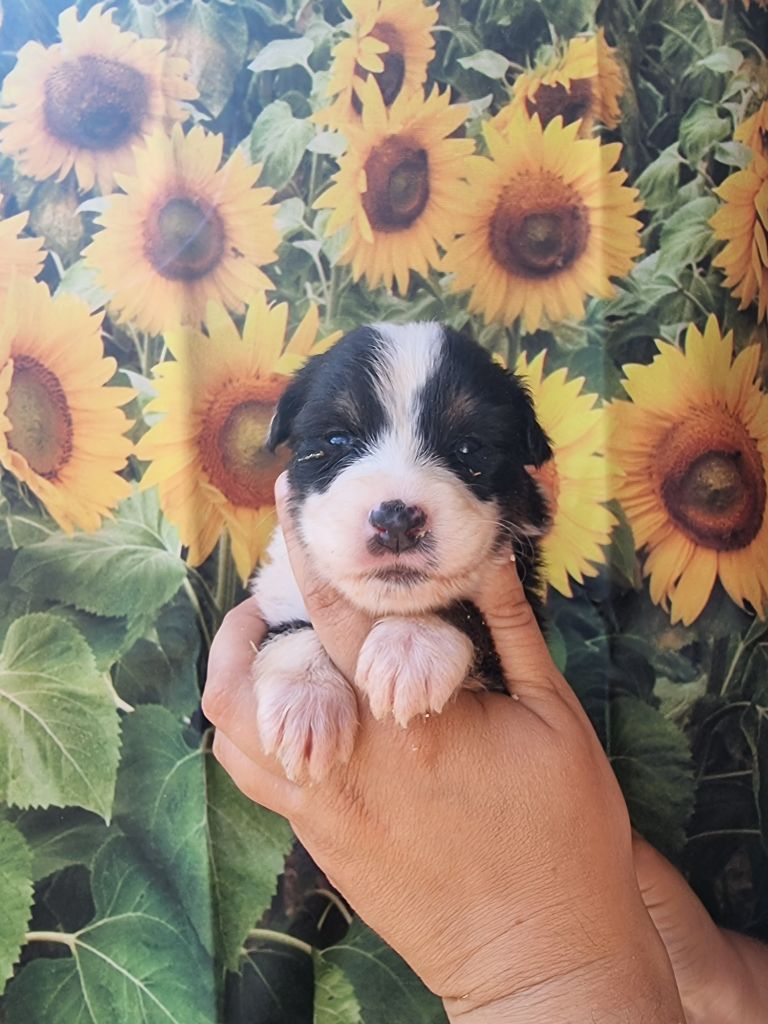 De La Combe Grande - Chiots disponibles - Berger Australien