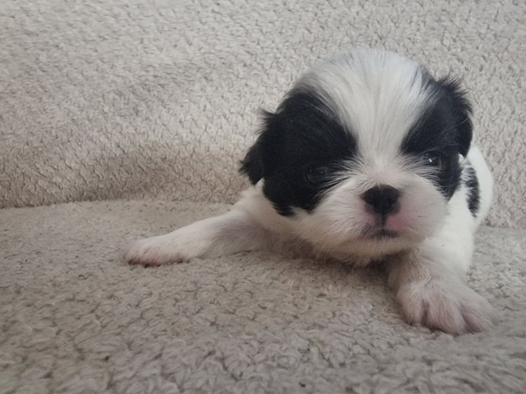 De La Combe Grande - Chiots disponibles - Epagneul Japonais