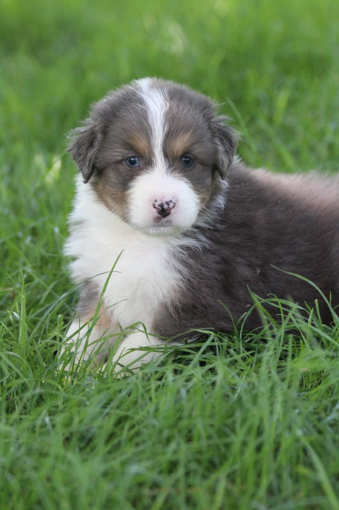 De La Combe Grande - Chiots disponibles - Berger Australien