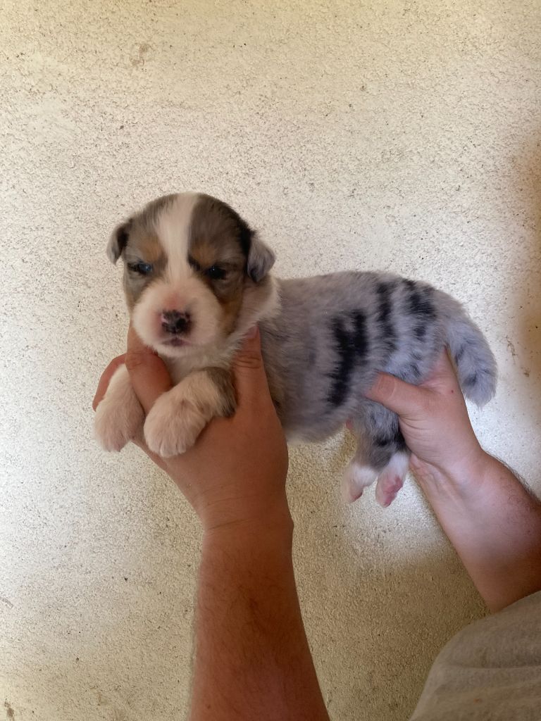 De La Combe Grande - Chiots disponibles - Berger Australien
