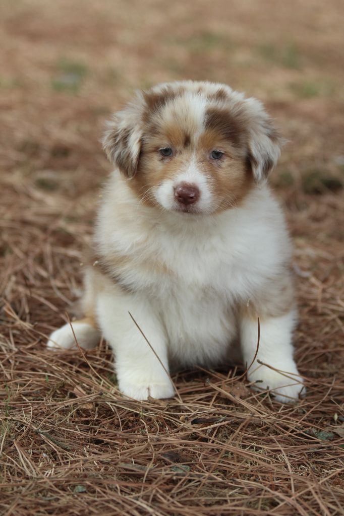 De La Combe Grande - Chiots disponibles - Berger Australien